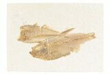 Bargain, Plate of Two Fossil Fish (Diplomystus) - Wyoming #361113-1